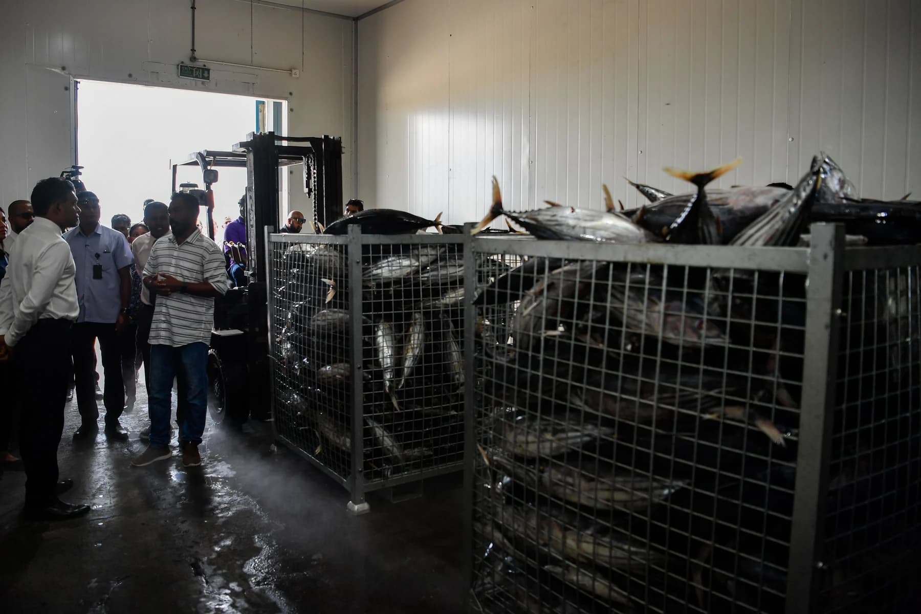 Two large metal mesh cages piled high with whole tuna inside a cold store, with a forklift and a group of visitors standing by the open doorway.