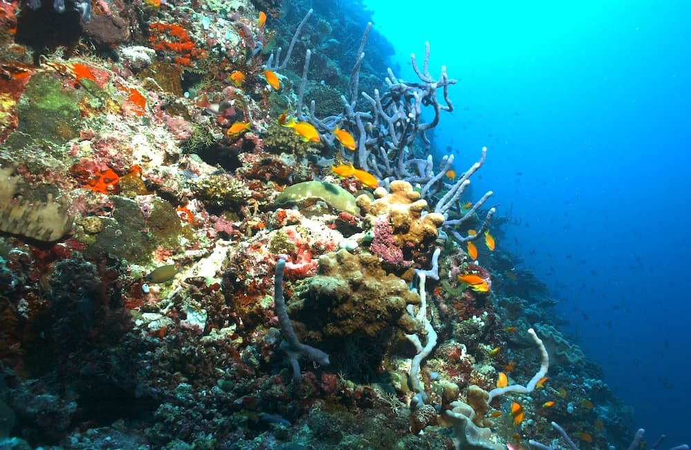 Reef survey work in the Maldives