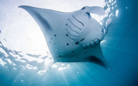 Intercontinental Maldives Gets Ready   For The Manta Retreat In March 2024